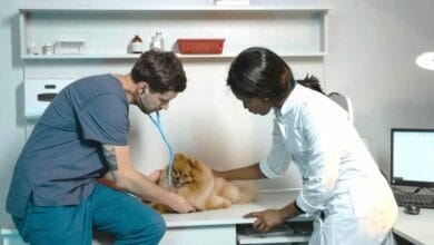 How many years of school to be a vet tech