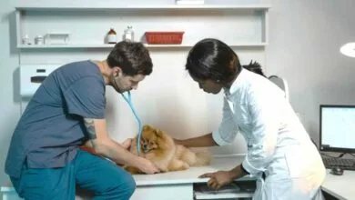 How many years of school to be a vet tech