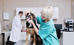 How many years of school to be a vet tech