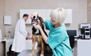 How many years of school to be a vet tech